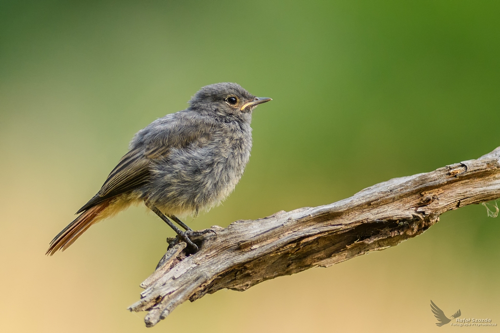 Kopciuszek, Black Redstart (Phoenicurus ochruros) ... 2018r