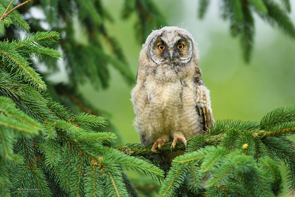 Moda Uszatka, Long-eared Owl (Asio otus) ... 2018r