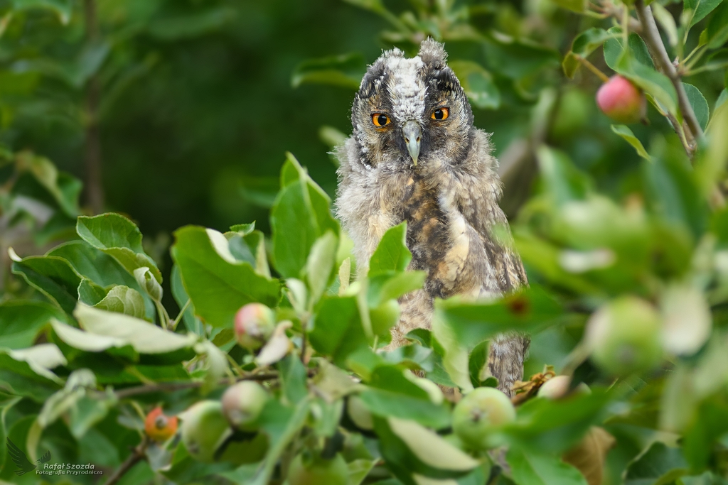 Moda Uszatka, Long-eared Owl (Asio otus) ... 2018r