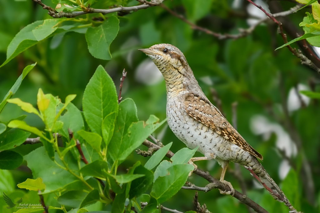 Krtogw, Eurasian Wryneck (Jynx torquilla) ... 2018r