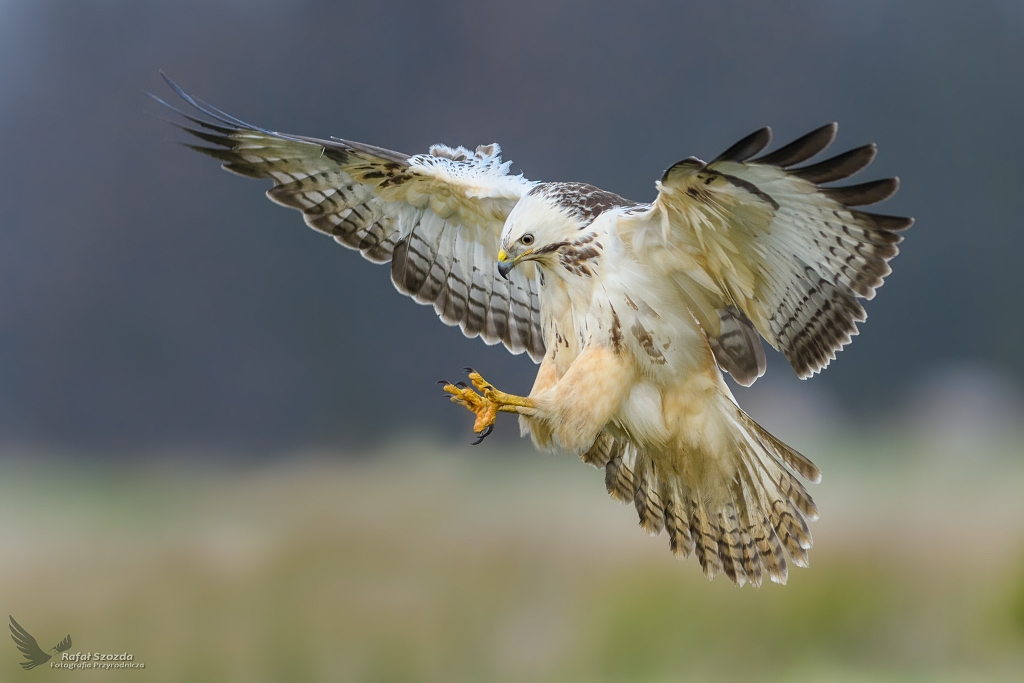 Myszow, Common Buzzard (Buteo buteo)