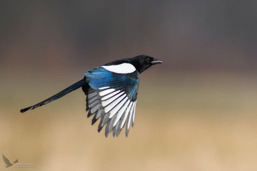 Sroka, Eurasian Magpie (Pica pica) ... 2018r