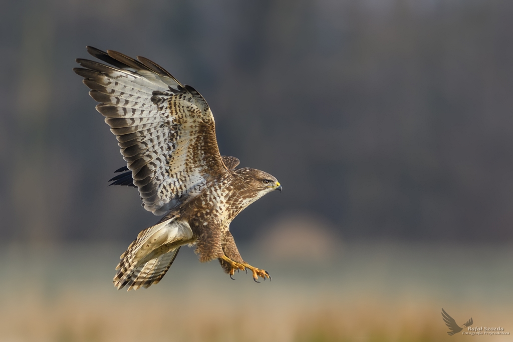 Myszow, Common Buzzard (Buteo buteo) ... 2018r