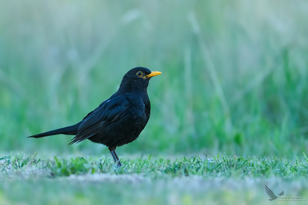 Kos, Common Blackbird  (Turdus merula) ... 2018r