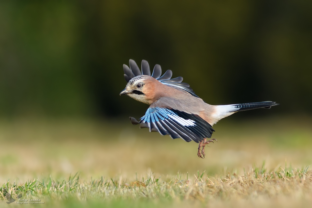 Sjka, Eurasian Jay (Garrulus glandarius) ... 2018r