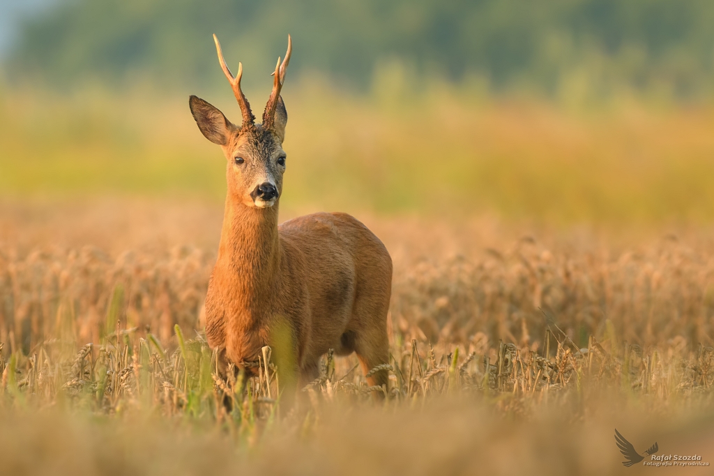 Rogacz, Roe (Capreolus capreolus) ...