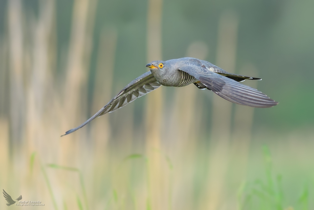 Kukuka, Common Cuckoo (Cuculus canorus) ...