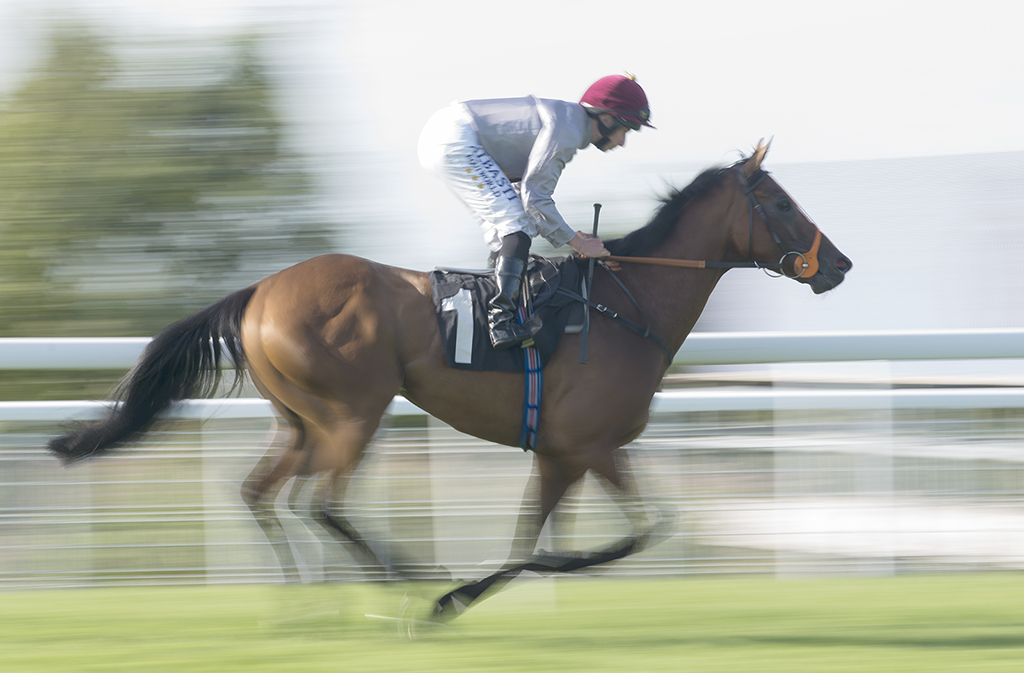 2018 Qatar Goodwood Festiwal