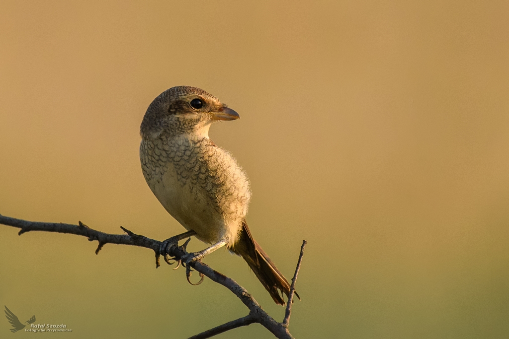 Gsiorek, Red-backed Shrike (Lanius collurio) ... 2018r