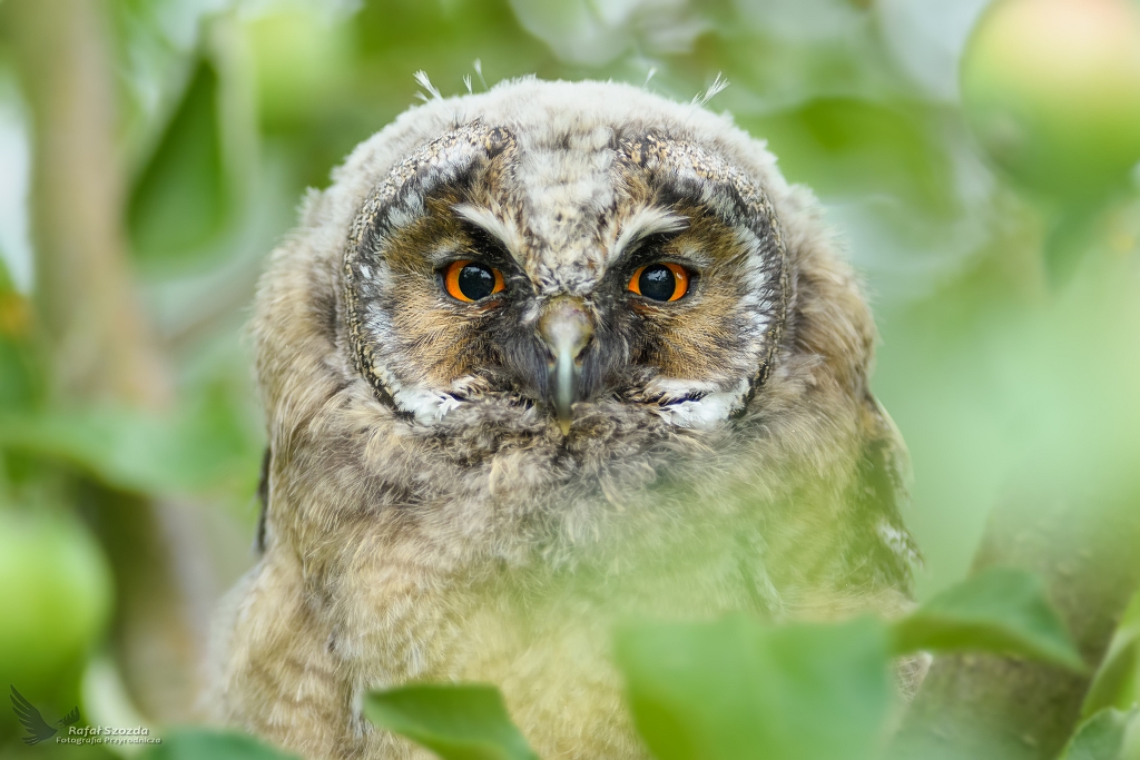 Portretowo - Uszatka, Long-eared Owl (Asio otus) ... 2018r