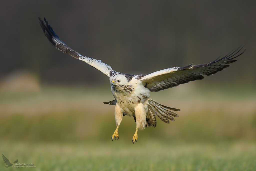 Myszow, Common Buzzard (Buteo buteo) ... 2018r