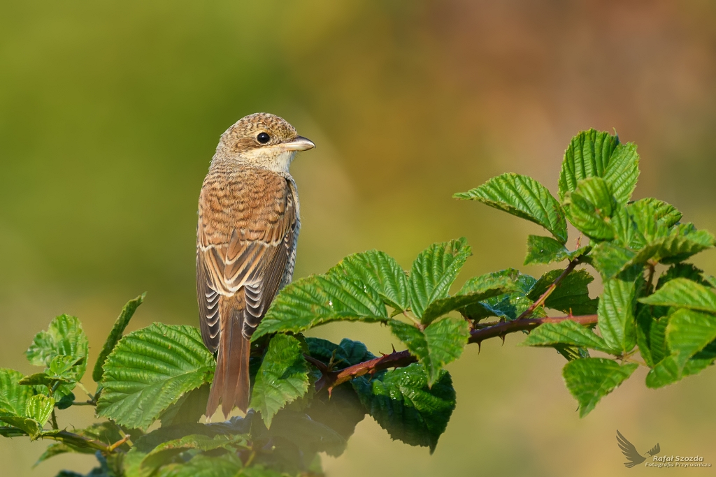 Gsiorek, Red-backed Shrike (Lanius collurio) ... 2018r