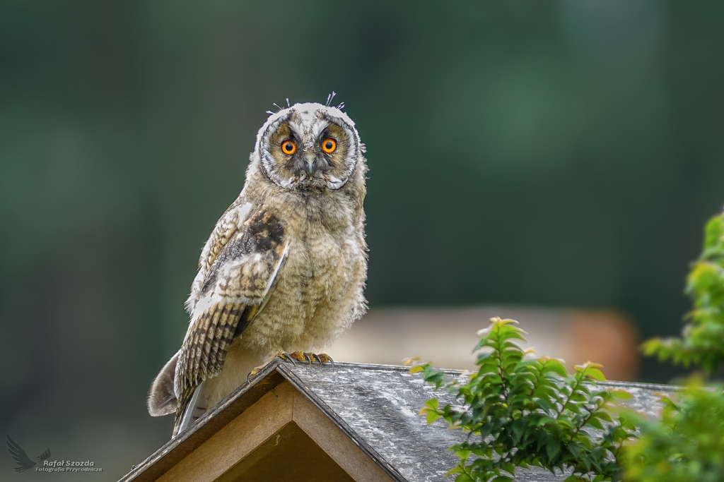 Uszatka, Long-eared Owl (Asio otus) ... 2018r