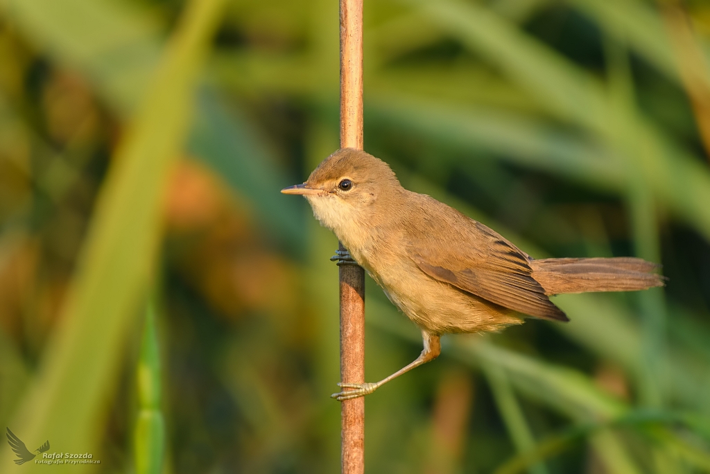 ozwka, Marsh Warbler (Acrocephalus palustris) ... 2018r