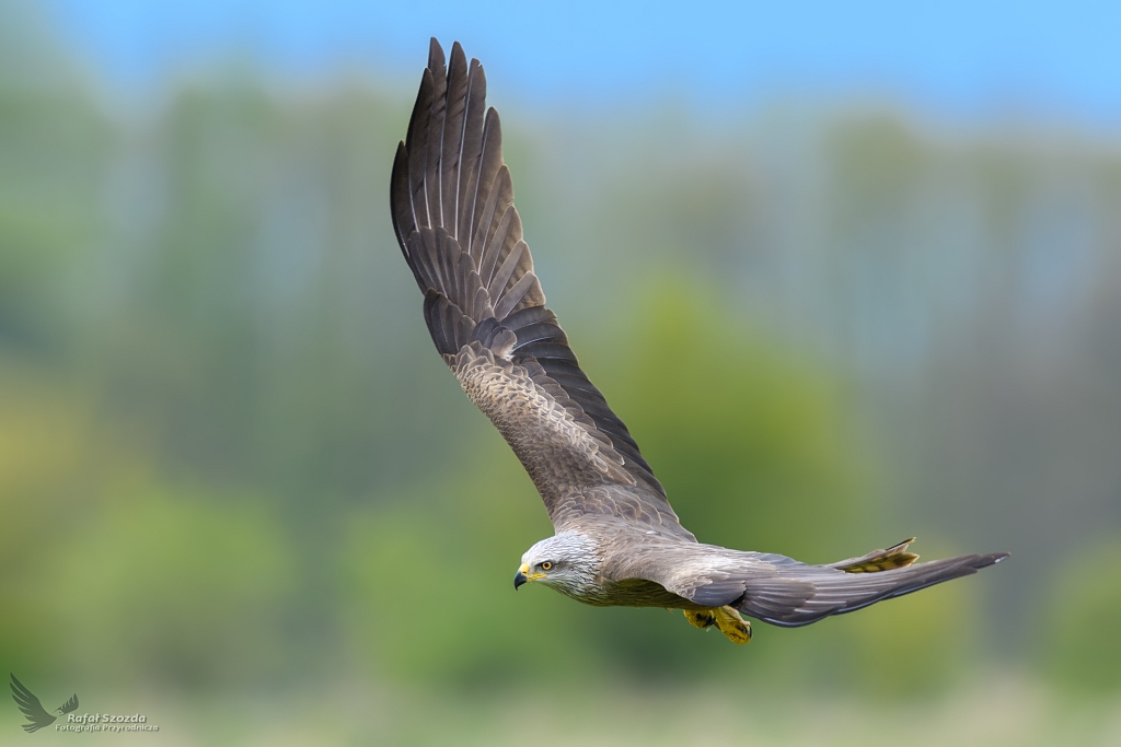 Kania Czarna, Black Kite (Milvus migrans) ...