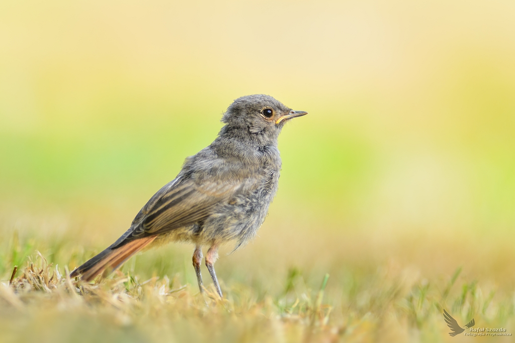 Kopciuszek, Black Redstart (Phoenicurus ochruros) ... 2018r