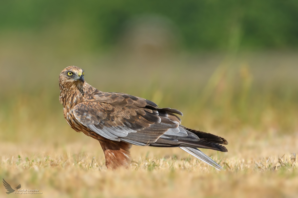 Botniak Stawowy, Western Marsh-Harrier (Circus aeruginosus) ... 2018r