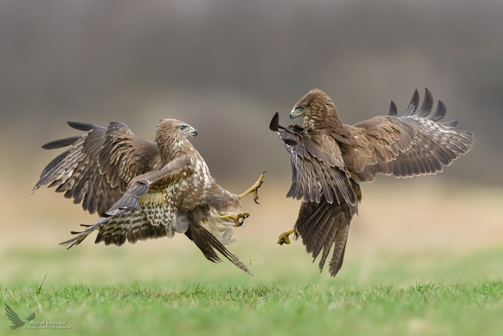 Myszow, Common Buzzard (Buteo buteo) ...