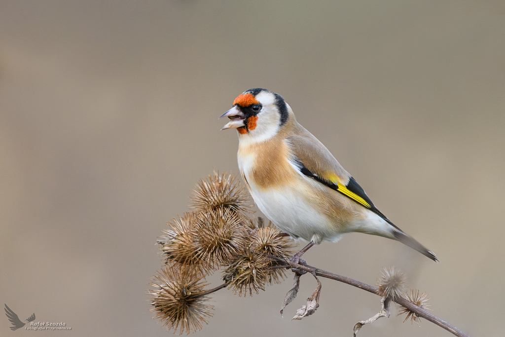 Szczygie, European Goldfinch (Carduelis carduelis) ...