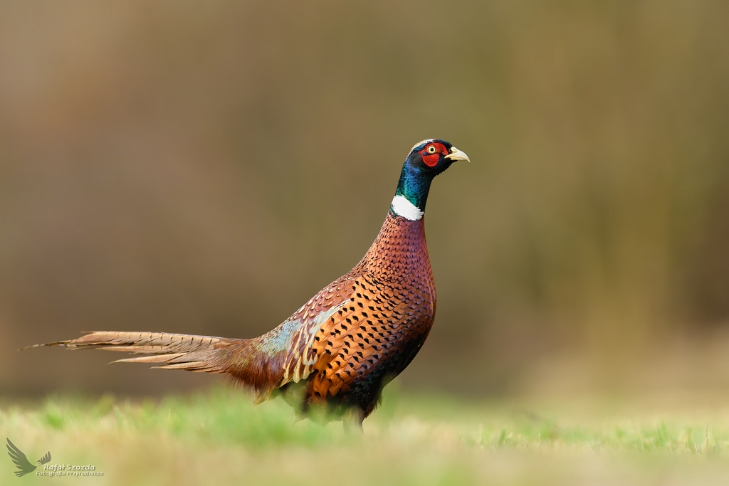 Baant, Common Pheasant (Phasianus colchicus) ...