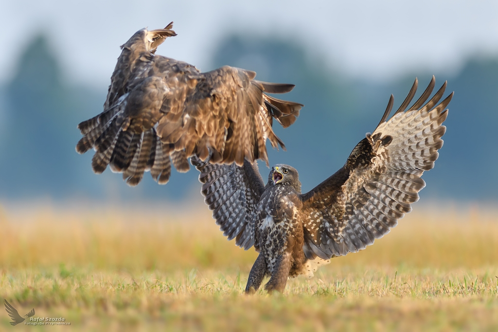 Myszoowy, Common Buzzard (Buteo buteo) ... 2018r