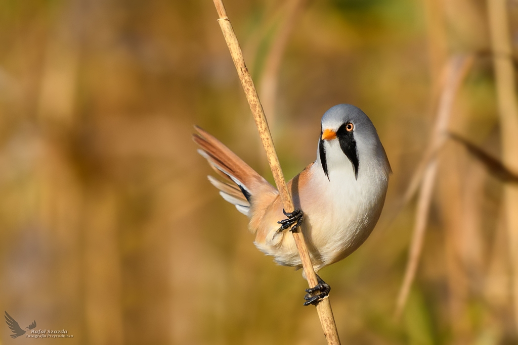 Wsatka, Bearded Parrotbill (Panurus biarmicus) ...