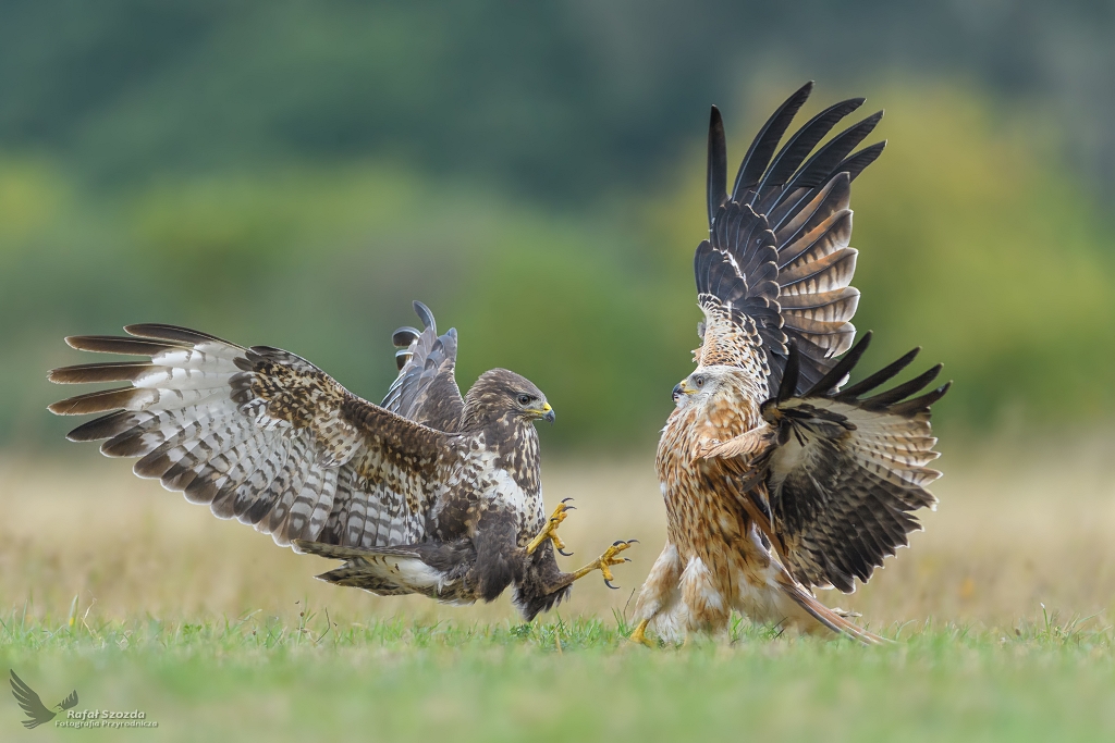 Kania Ruda, Red Kite (Milvus milvus) vs Myszow, Common Buzzard (Buteo buteo) ... 2018r