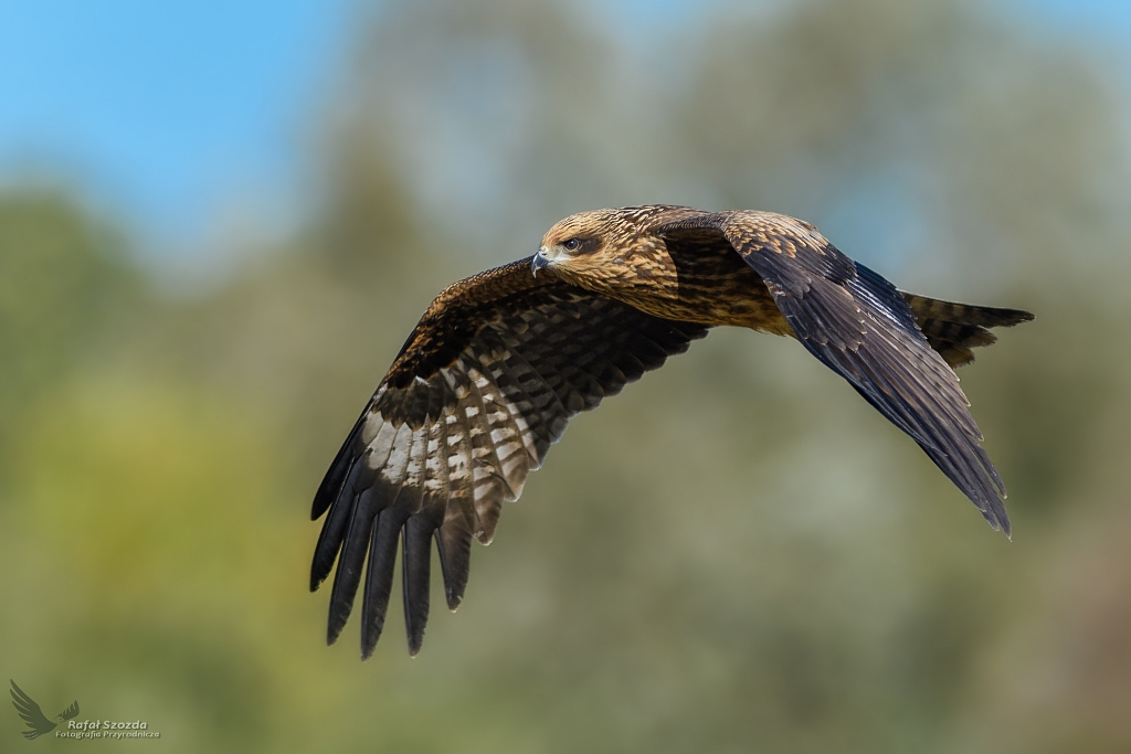 Kania Czarna, Black Kite (Milvus migrans) ... 2018r