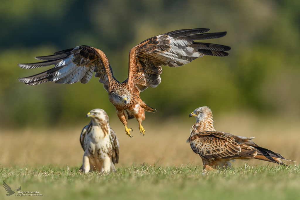 Kania Ruda, Red Kite (Milvus milvus) ... 2018r