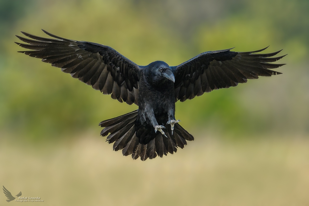 Kruk, Common Raven (Corvus corax) ... 2018r