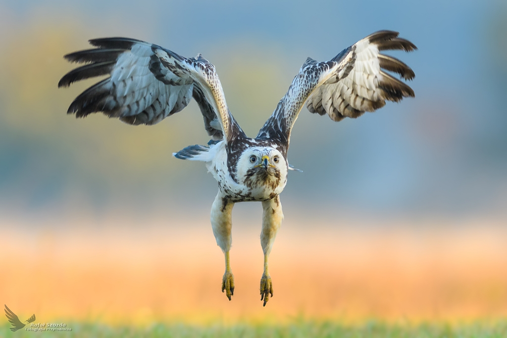 Myszow, Common Buzzard (Buteo buteo) ... 2018r