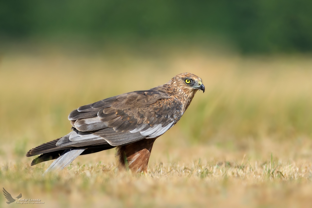 Botniak Stawowy, Western Marsh-Harrier (Circus aeruginosus) ... 2018r