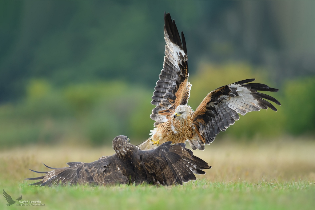 Kania Ruda, Red Kite (Milvus milvus) vs Myszow, Common Buzzard (Buteo buteo) ... 2018r