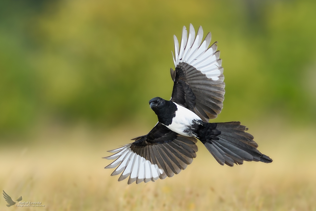 Sroka, Eurasian Magpie (Pica pica) ... 2018r