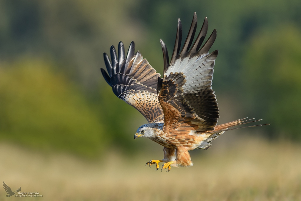 Kania Ruda, Red Kite (Milvus milvus) ... 2018r