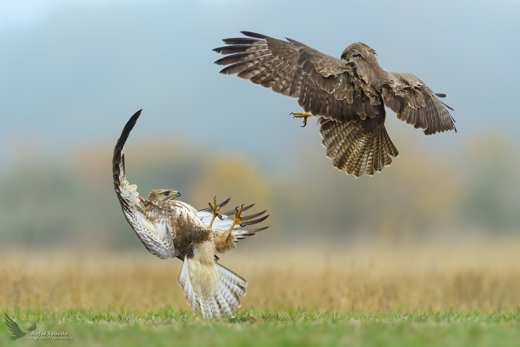 Myszoowy, Common Buzzard (Buteo buteo) ... 2018r