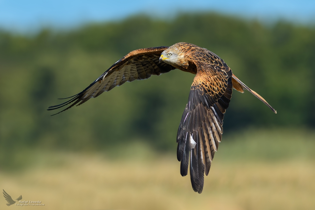 Kania Ruda, Red Kite (Milvus milvus) ... 2018r