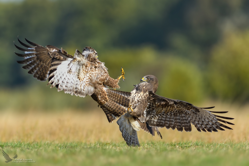 Myszoowy, Common Buzzard (Buteo buteo) ... 2018r