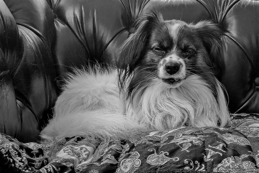 Papillon
