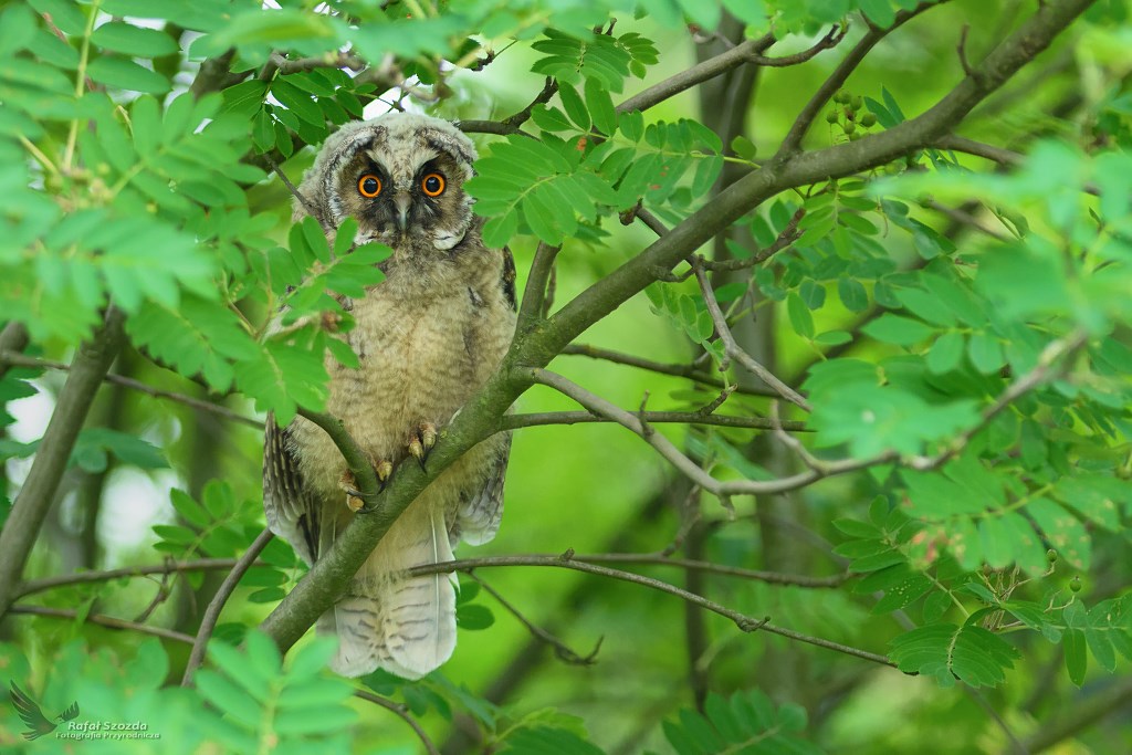 W ukryciu - Uszatka, Long-eared Owl (Asio otus) ... 2018r