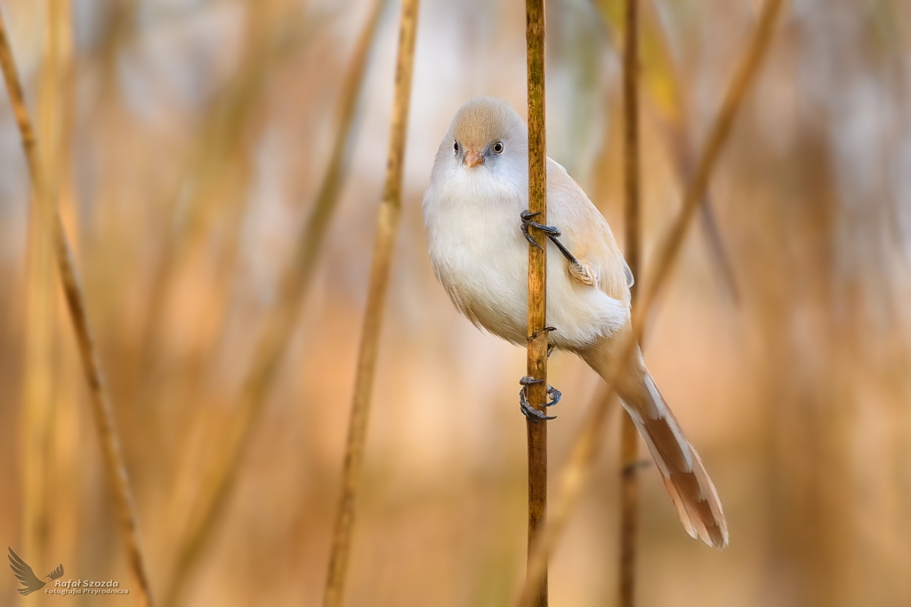 Wsatka, Bearded Parrotbill (Panurus biarmicus) ...