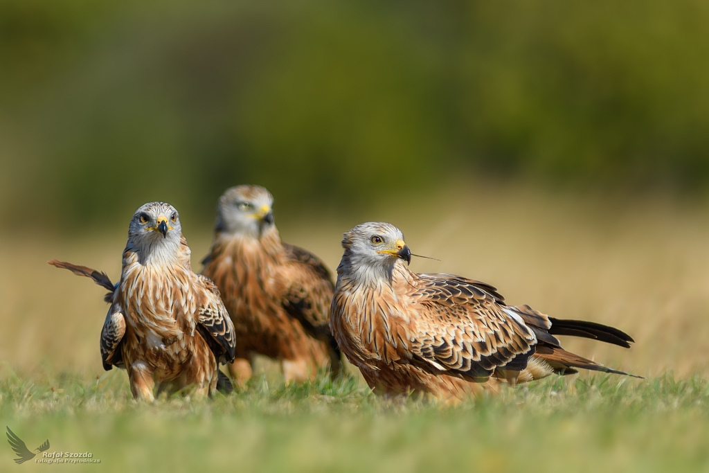 Rodzinnie - Kanie Rude, Red Kite (Milvus milvus) ...2018r