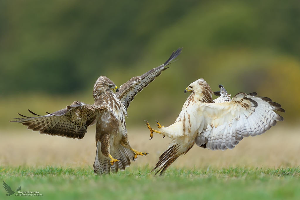 Myszoowy, Common Buzzard (Buteo buteo) ... 2018r