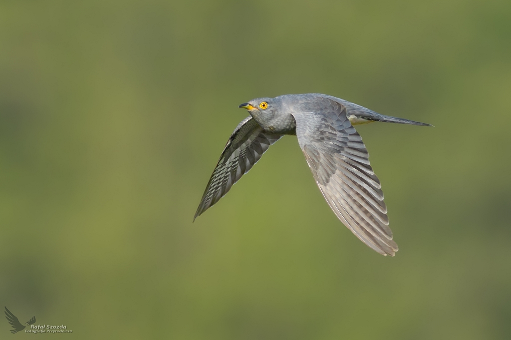 Kukuka, Common Cuckoo (Cuculus canorus) ...