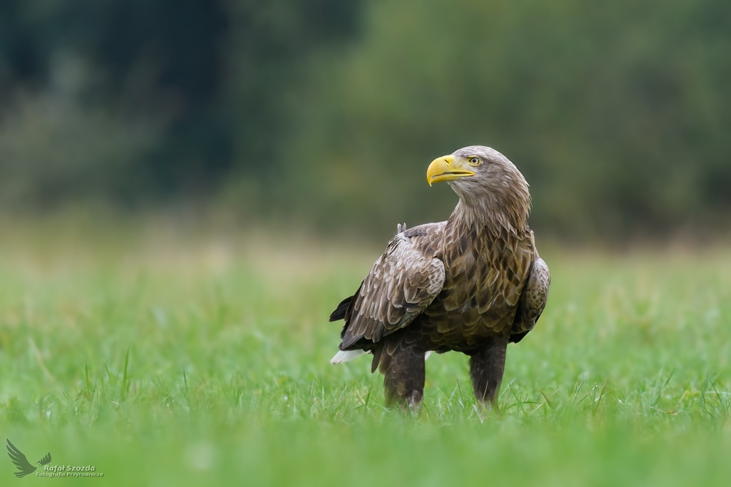 Bielik, White-tailed Eagle (Haliaeetus albicilla) ...