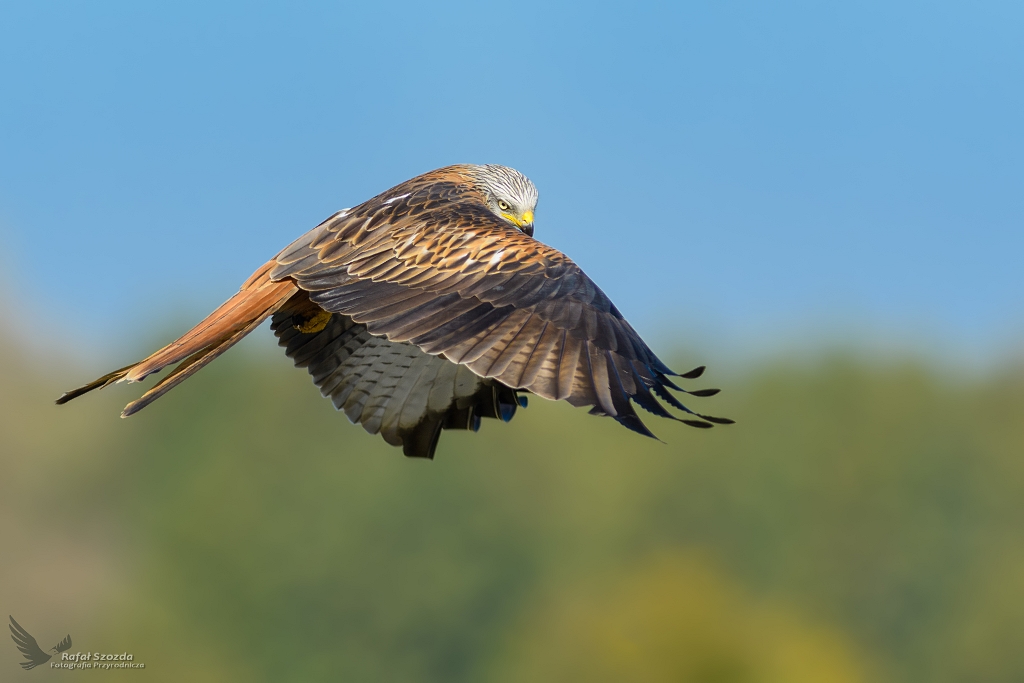 Kania Ruda, Red Kite (Milvus milvus) ... 2018r