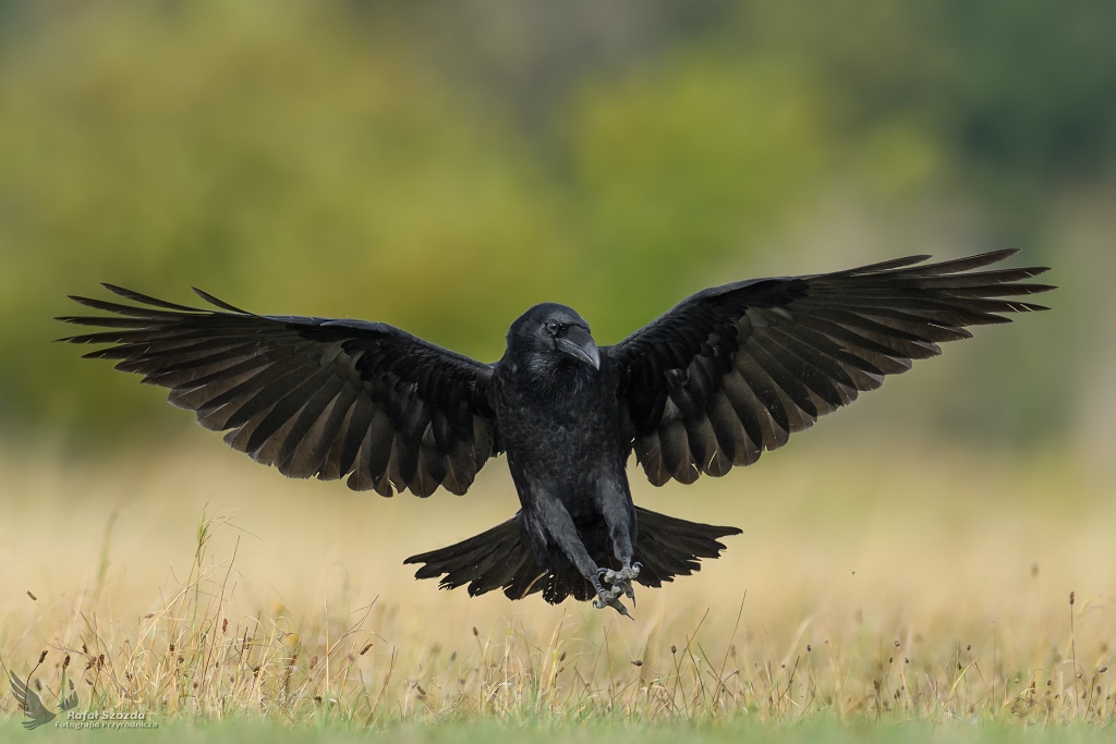 Kruk, Common Raven (Corvus corax) ... 2018r