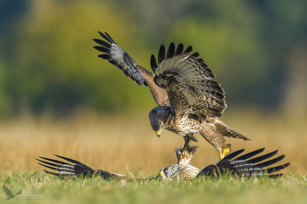 Sia perswazji - Myszow, Common Buzzard (Buteo buteo) ... 2018r