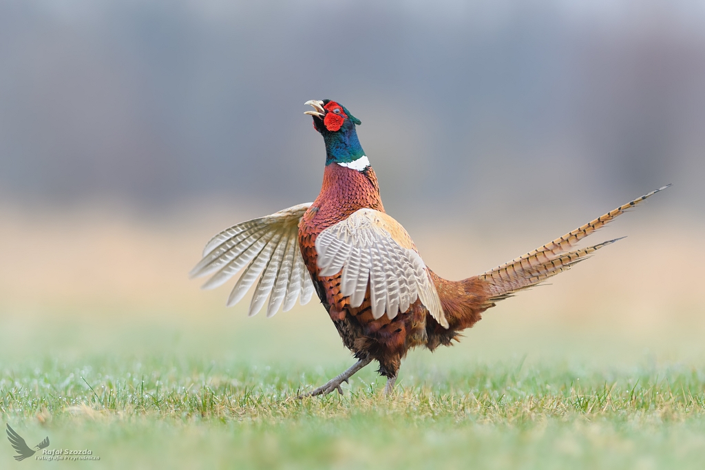 Baant, Common Pheasant (Phasianus colchicus) ...