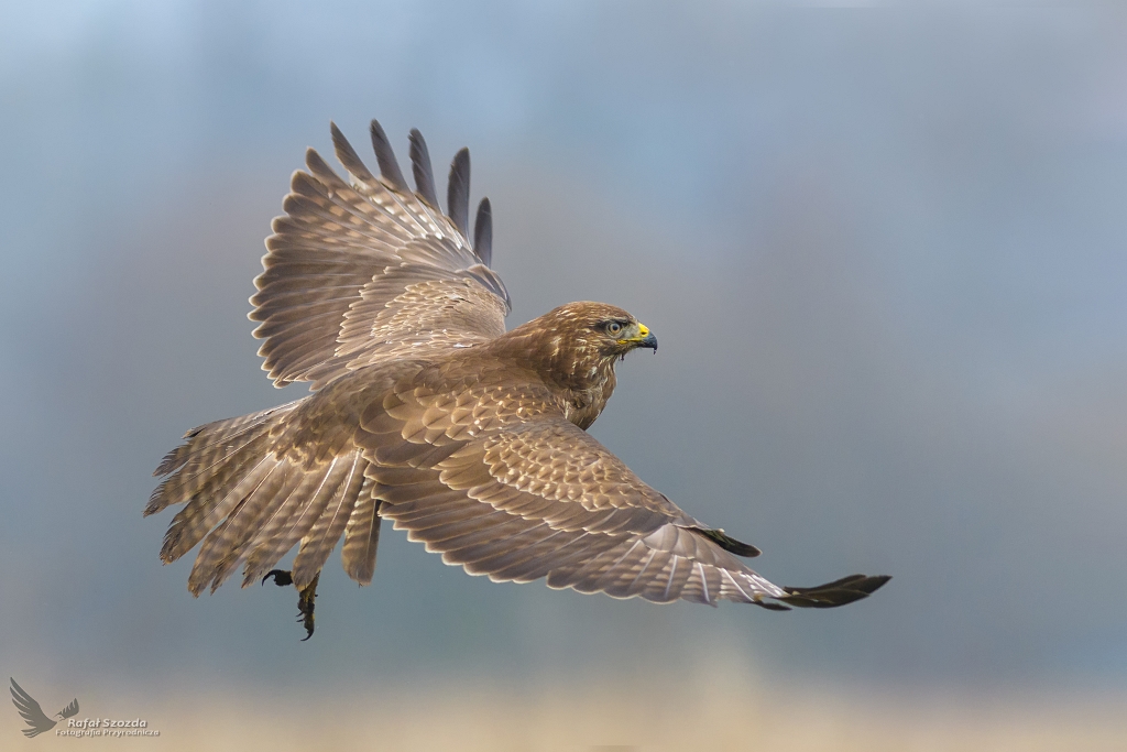 Myszow, Common Buzzard (Buteo buteo) ... 2018r